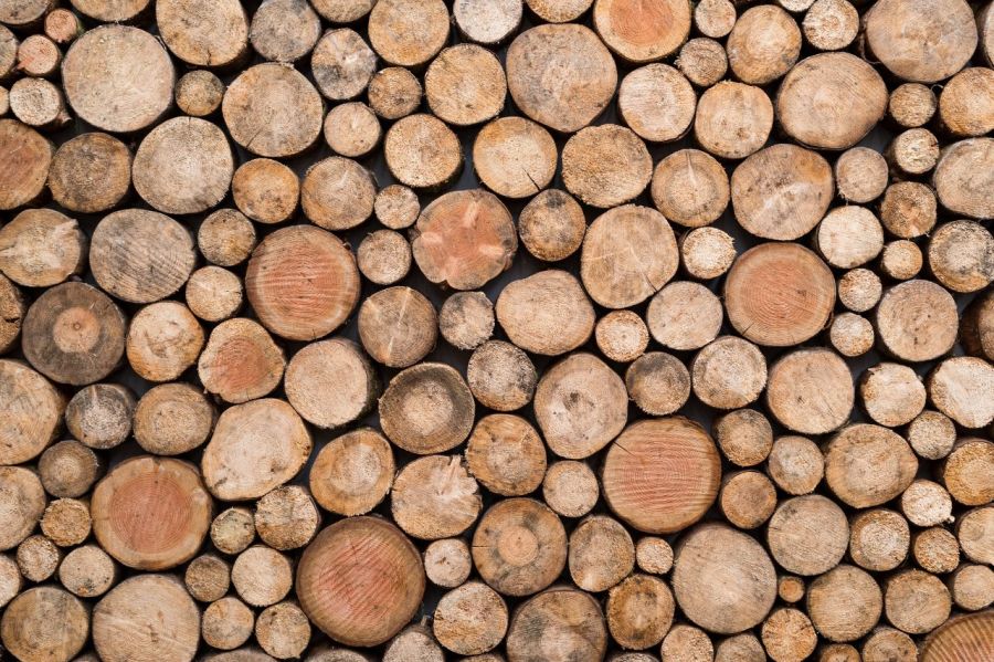 Did you know that Brazil is among the world’s 10 largest forestry producers?