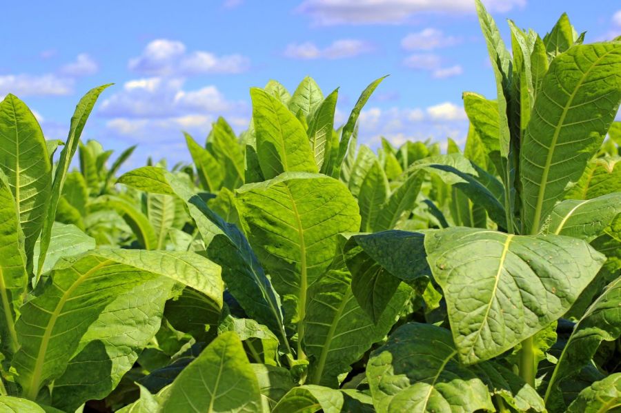 Exportação de tabaco: entenda o cenário brasileiro e as regras