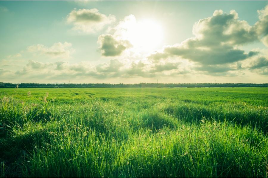 Exportação de arroz no Brasil: características e produção