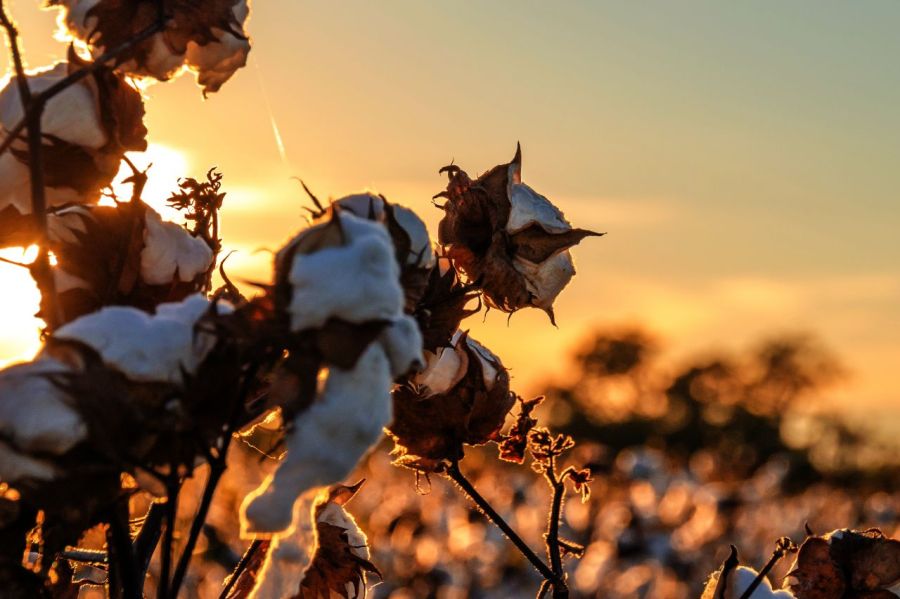 Algodão com biotecnologia: uma revolução no mercado internacional